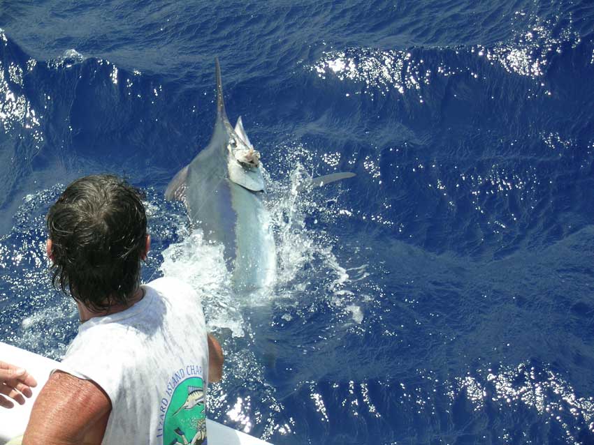 Black Marlin caught at Lizard Island